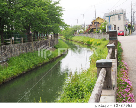 市川市・真間川 30737962