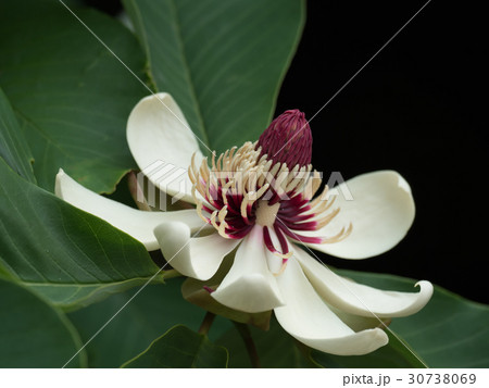 芳香のホオノキの花 30738069