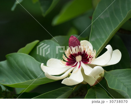 芳香のホオノキの花 30738070