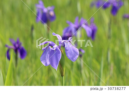 カキツバタ群落 30738277