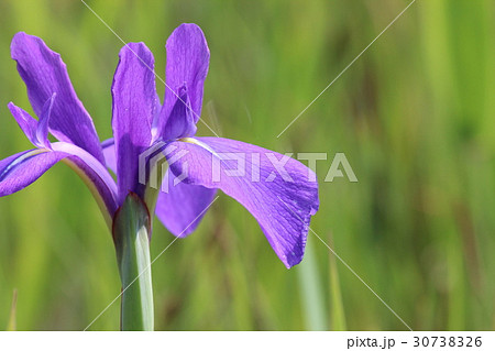 カキツバタ群落 30738326