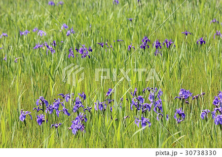 カキツバタ群落 30738330