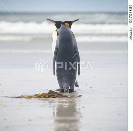 King Penguin Couple on the beach, Falkland Islands 30738386