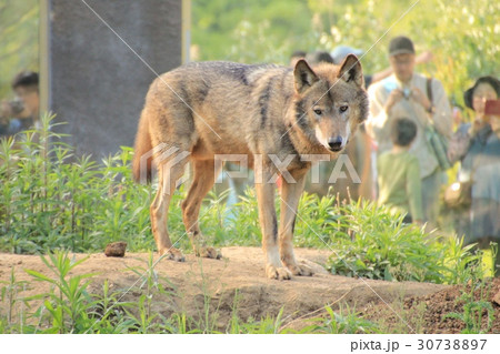 オオカミ・1 30738897