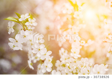Beautiful blooming cherry branch. Spring time. Beautiful blooming cherry branch. Spring time. 30738926