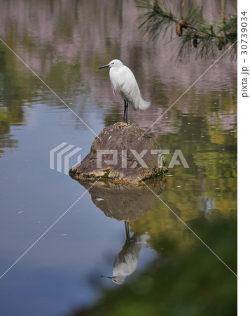 京都・平安神宮 30739034