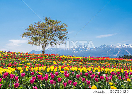那須フラワーワールド チューリップ 30739426