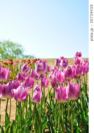 チューリップ(ドリーミングメイド) 30739439