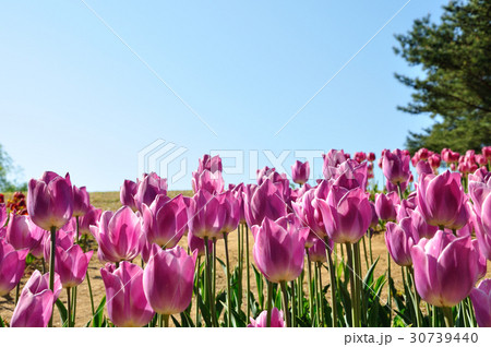 チューリップ(ドリーミングメイド) チューリップ(ドリーミングメイド) 30739440