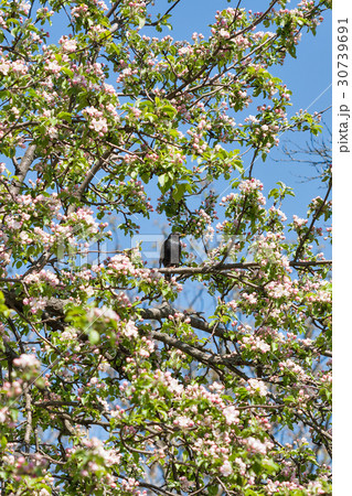 Black trush in blooming apple tree in spring 30739691