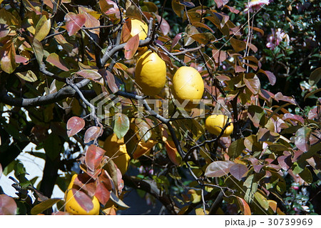 花梨 カリンの実 花梨 カリンの実 30739969