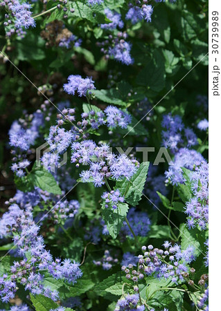 青色藤袴 ユーパトリウム 花言葉は ためらい の写真素材