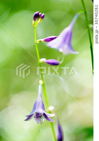 コバギボウシ 30740261