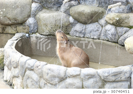 打たせ湯を楽しむカピバラさん 30740451