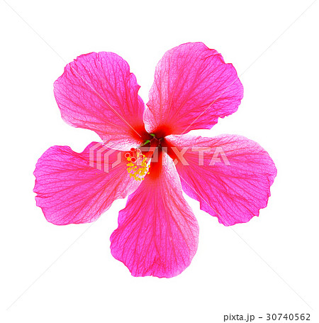 hibiscus flower on white background 30740562