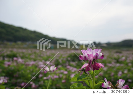 蓮華畑 満開 蓮華畑 満開 30740899