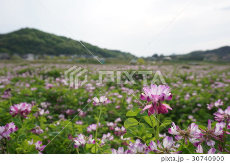 蓮華畑 満開 蓮華畑 満開 30740900