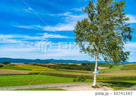 《北海道》美瑛・新栄の丘展望公園 30741567