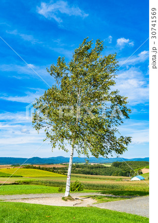 《北海道》美瑛・新栄の丘展望公園 30741569