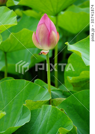 蓮の花（信濃国分寺） 30741874