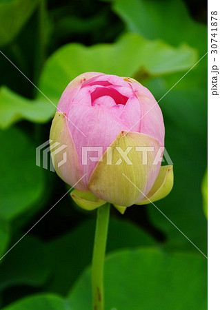 蓮の花（信濃国分寺） 30741878