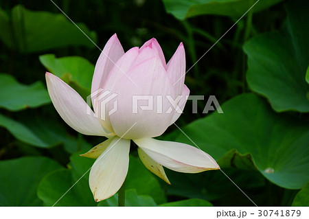 蓮の花（信濃国分寺） 30741879