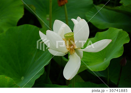 蓮の花(信濃国分寺) 蓮の花(信濃国分寺) 30741885
