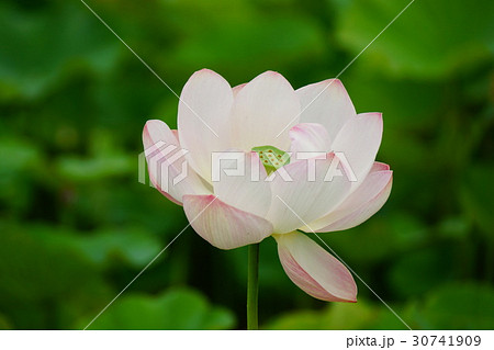 蓮の花(信濃国分寺) 蓮の花(信濃国分寺) 30741909