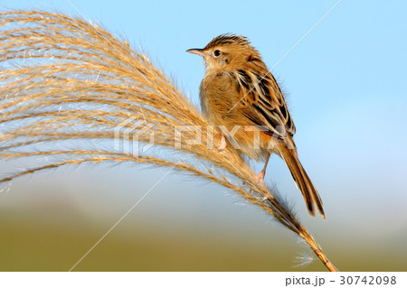 セッカとススキ セッカとススキ 30742098