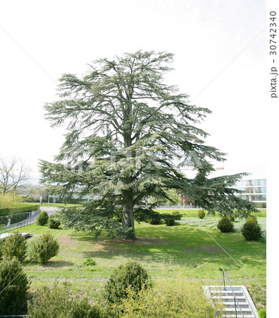 A big cedar tree in park on spring 30742340
