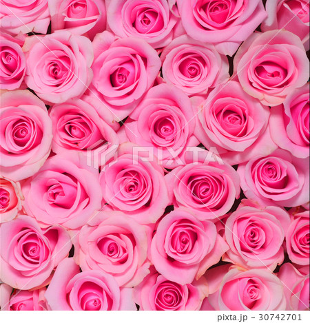 ピンクのバラ 正方形 ピンクのバラ 正方形 30742701