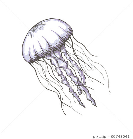 Hand Drawn Sketch Isolated Jellyfish Marineのイラスト素材