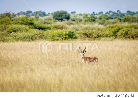 Springbok starring at the camera. Springbok starring at the camera. 30743643
