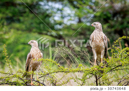 Two Juvenile Pale-chanting goshawks on a branch. 30743648