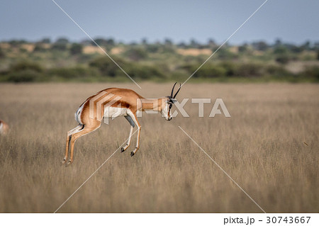 Springbok pronking in the Central Kalahari. Springbok pronking in the Central Kalahari. 30743667