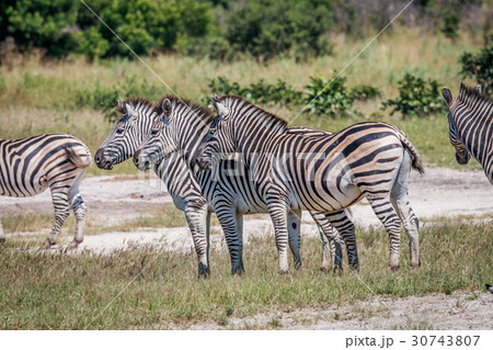 Group of Zebras standing in grass. Group of Zebras standing in grass. 30743807