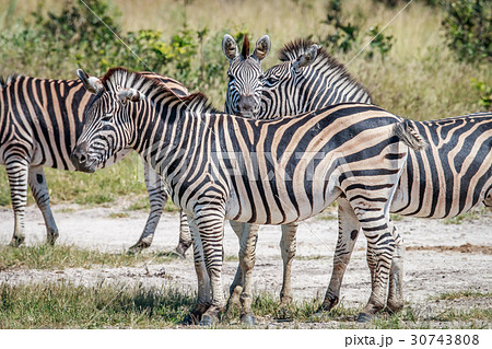 Group of Zebras bonding in Chobe. Group of Zebras bonding in Chobe. 30743808