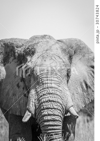 Elephant starring at the camera. 30743824