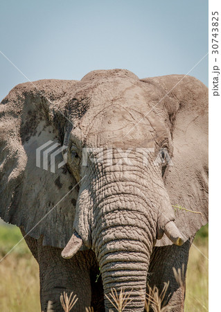 Elephant starring at the camera. 30743825
