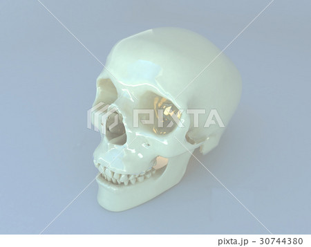 3D render of realistic human scull on grey surface 3D render of realistic human scull on grey surface 30744380