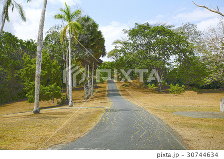 Colorful trees by the road in Panama during autumn 30744634