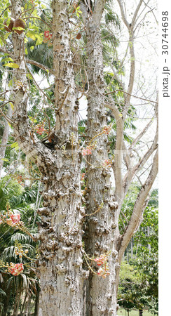 cannonball tree (Couroupita guianensis) cannonball tree (Couroupita guianensis) 30744698