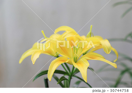 ユリの花（サマーブリーズ） 30744758