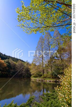 静岡県函南町、原生の森公園、芽吹きの頃 30744900