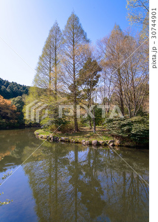 静岡県函南町、原生の森公園、芽吹きの頃 30744901