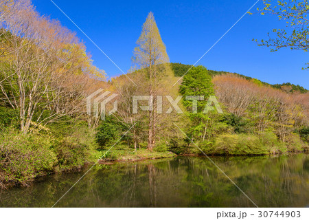 静岡県函南町、原生の森公園、芽吹きの頃 30744903