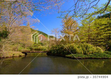 静岡県函南町、原生の森公園、芽吹きの頃 30744904