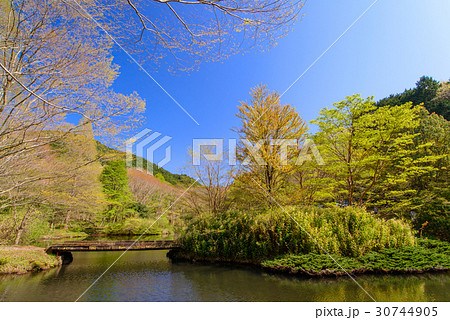 静岡県函南町、原生の森公園、芽吹きの頃 静岡県函南町、原生の森公園、芽吹きの頃 30744905