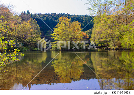 静岡県函南町、原生の森公園、芽吹きの頃 30744908