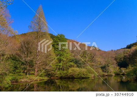静岡県函南町、原生の森公園、芽吹きの頃 静岡県函南町、原生の森公園、芽吹きの頃 30744910